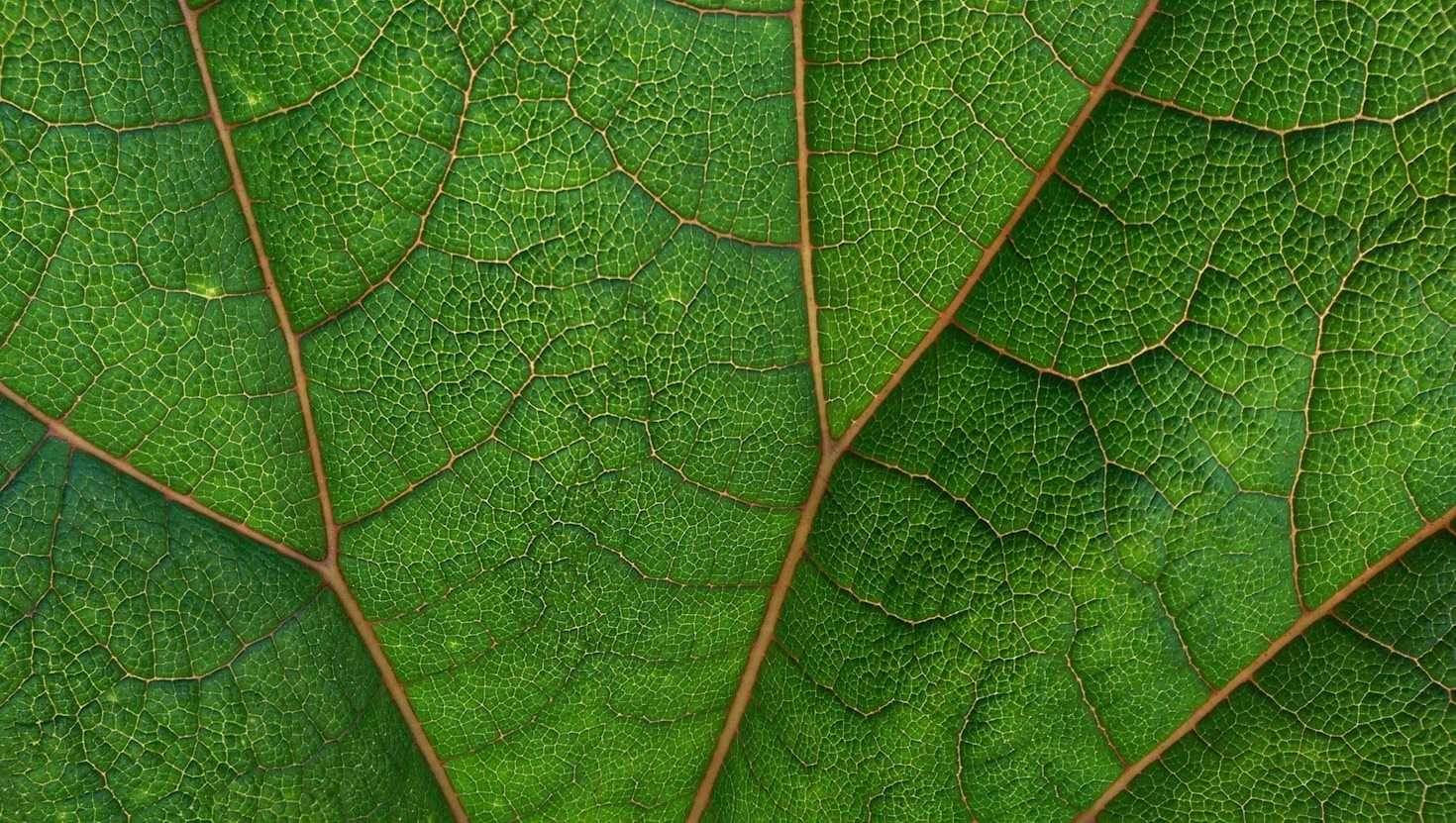 GreenCampus: Eine Plattform für umweltbewusste Ideen